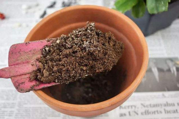 蟹爪兰怎么换盆换土,4步即可完成蟹爪兰的换盆
