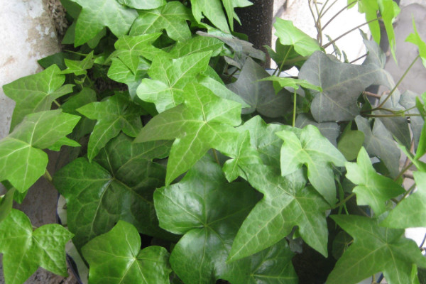 常春藤叶子干枯怎么办,控水遮阴/除虫换盆