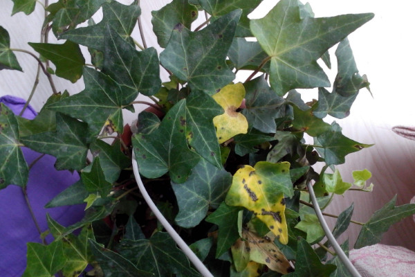 常春藤叶子干枯怎么办，控水遮阴/除虫换盆