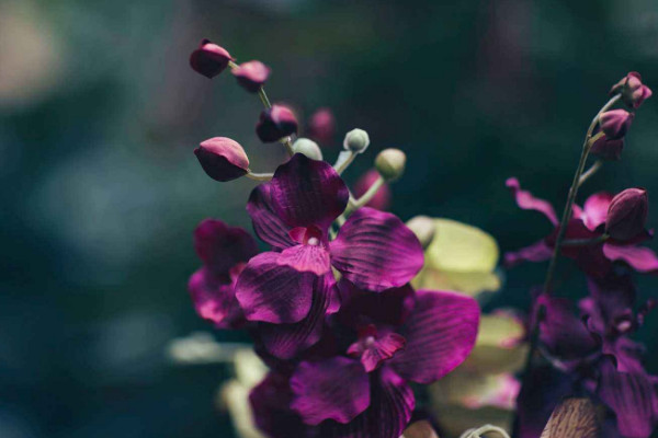 什么花最吸收甲醛,吊兰/菊花/月季/紫罗兰