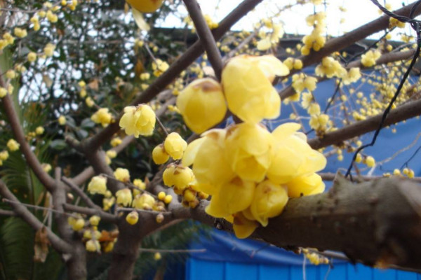 腊梅为什么不开花,可能是因为光照、养分不足