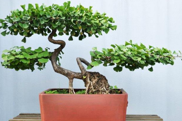 银杏果怎么种植盆栽,4步即可完成银杏果种植