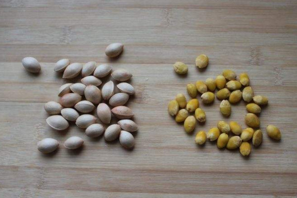 银杏果怎么种植盆栽,4步即可完成银杏果种植