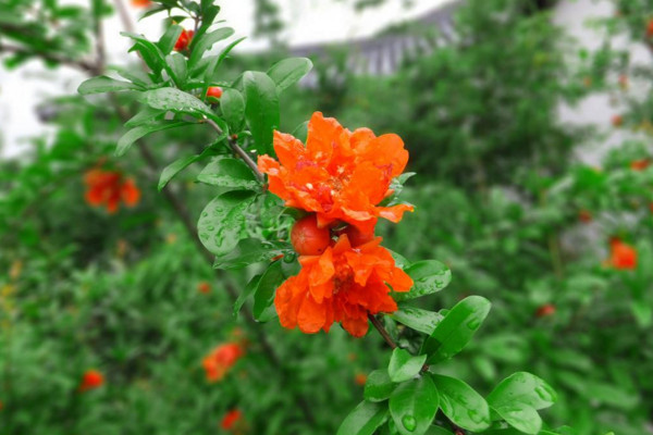 石榴花怎么养才长得好,土壤适宜并保证光照充足