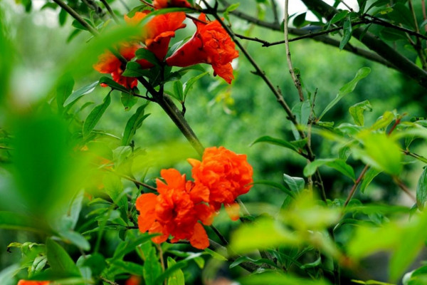 石榴花怎么养才长得好,土壤适宜并保证光照充足