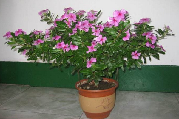 四季梅怎么摘心,植株长到10cm左右时进行摘心