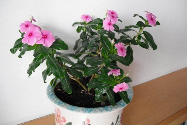 四季梅怎么摘心,植株长到10cm左右时进行摘心