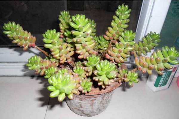 玉米石开花吗,会开花(花期6~8月)