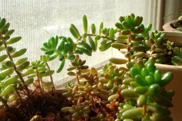玉米石开花吗,会开花(花期6~8月)