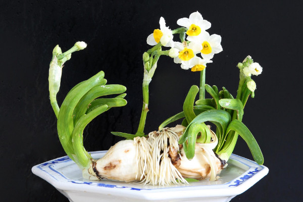 水仙花开完花后怎么处理,修剪残花沙藏球茎等