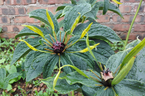 重楼种植技术,栽植前先花1~2周催芽出苗