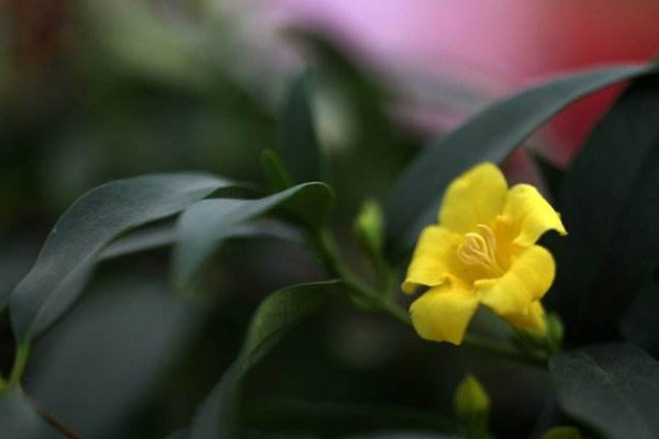香水茉莉怎么养,通风和修剪工作不能忘