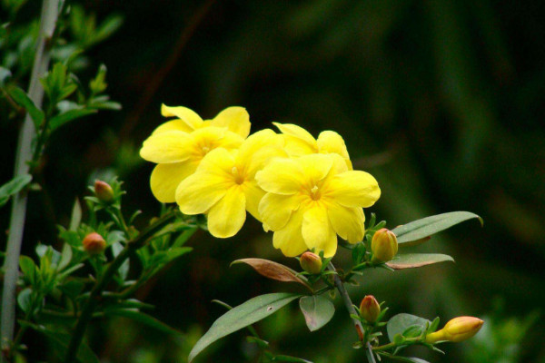 北方春天适合种什么花，迎春花/丁香花/玉簪花/茶花