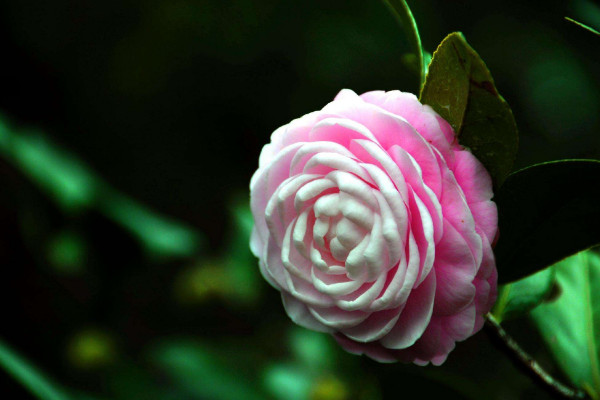 北方春天适合种什么花,迎春花/丁香花/玉簪花/茶花