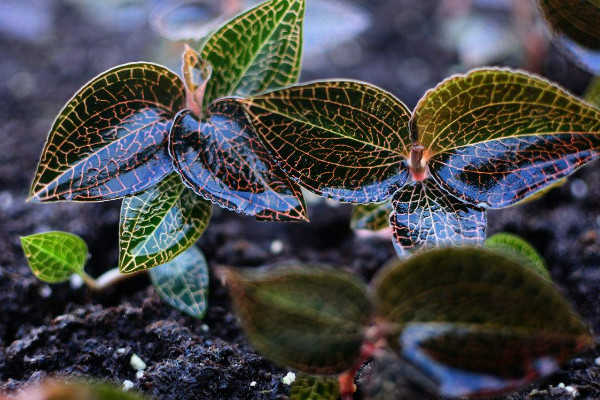 金线莲种植方法,选用微酸性混合土壤栽植
