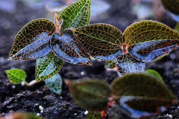 金线莲种植方法，选用微酸性混合土壤栽植