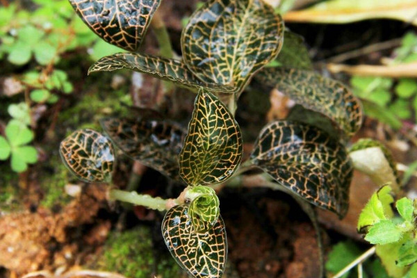 金线莲种植方法，选用微酸性混合土壤栽植