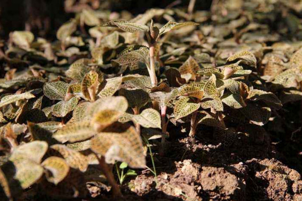 金线莲种植方法，选用微酸性混合土壤栽植