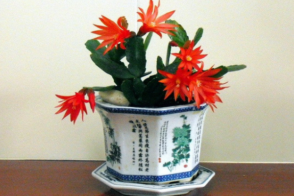 假昙花是什么花,是仙人掌科附生类多肉植物