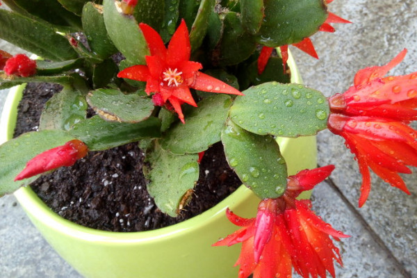 假昙花是什么花,是仙人掌科附生类多肉植物