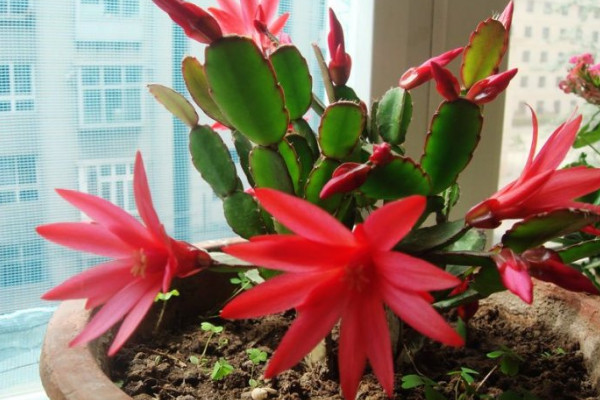 假昙花是什么花,是仙人掌科附生类多肉植物