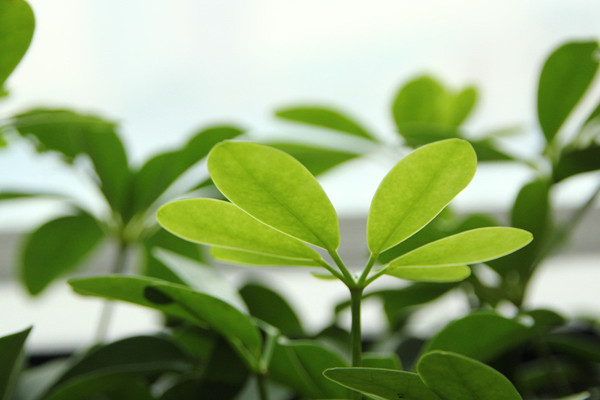 鸭脚木怎么浇水,春秋季节每星期浇水2~3次