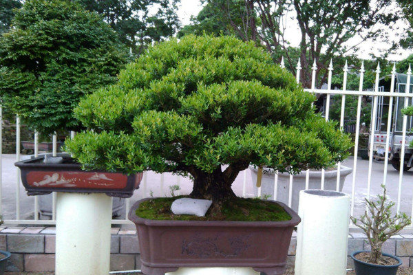小叶黄杨叶子变黄怎么办,控制光照并减少浇水