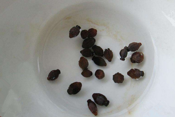 茉莉什么时候播种,春季播种成活率最高