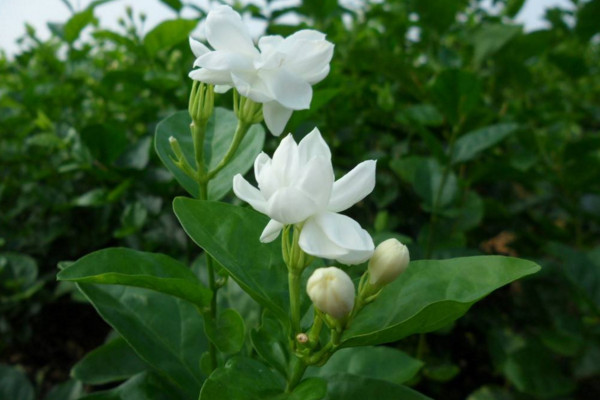 茉莉什么时候播种,春季播种成活率最高