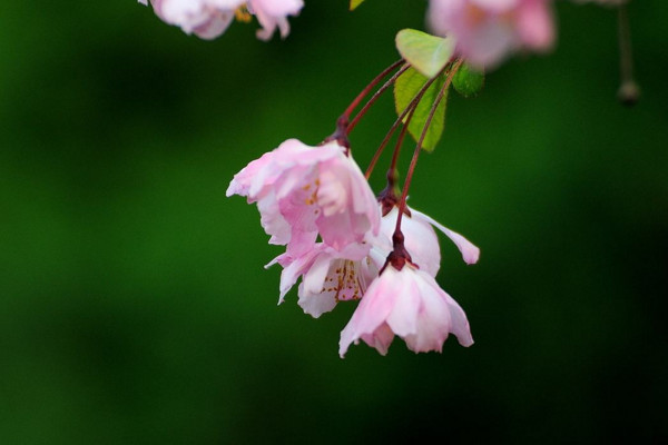 垂丝海棠什么时候开花,其花期在每年的3~4月