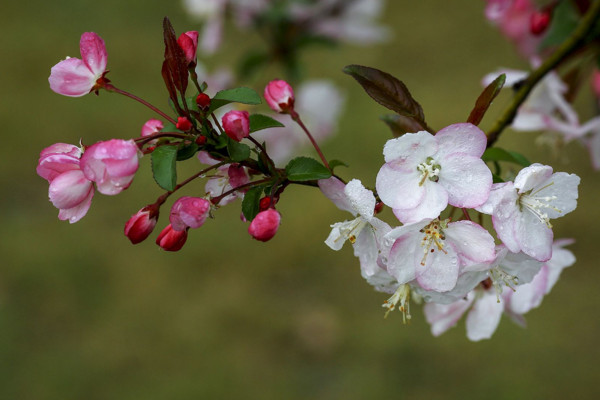 垂丝海棠什么时候开花,其花期在每年的3~4月