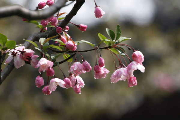 垂丝海棠什么时候开花,其花期在每年的3~4月