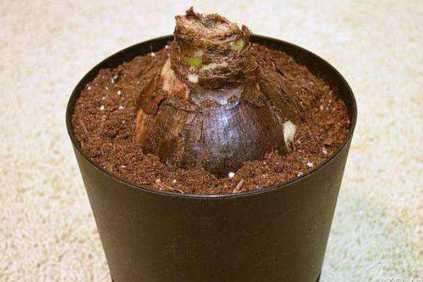 如何让朱顶红球茎变大,养分充足/光温适中