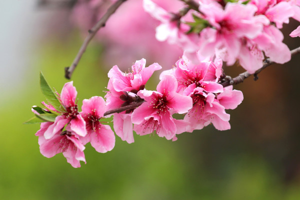 春天开什么花，迎春花/桃花/郁金香/油菜花等