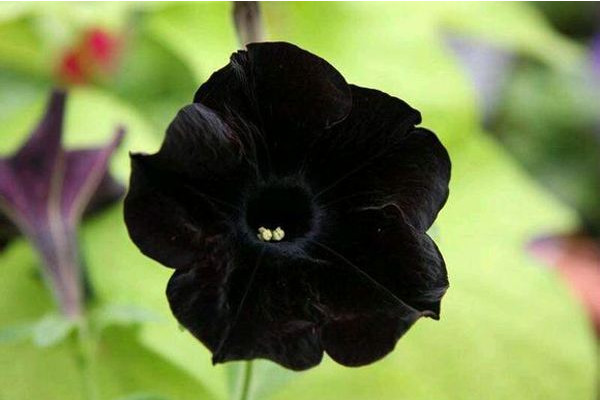 世界上花语最黑暗的花，黑玫瑰/水晶兰等