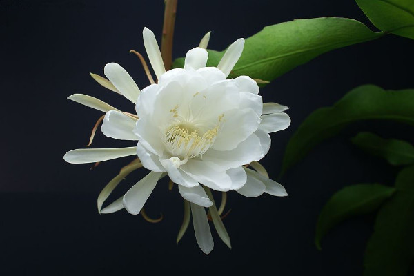 昙花为什么只能一现,生长习性所决定