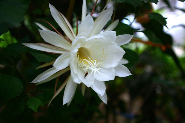 昙花为什么只能一现,生长习性所决定