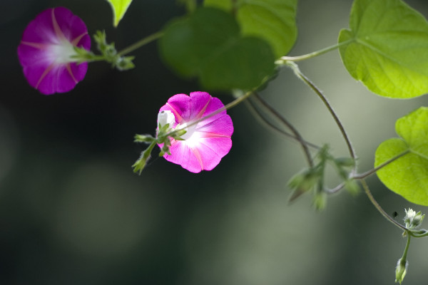 爬藤的花卉有哪些,爬藤月季/牵牛花/三角梅/紫藤花等