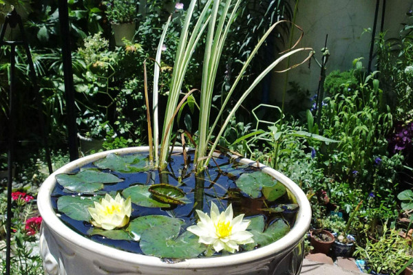 碗莲的种植方法水培,选择生长能力强的品种春季水培