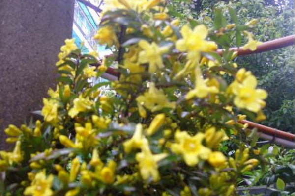 法国香水茉莉怎么养,做好以下5点是关键