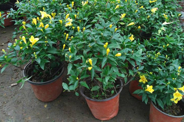 法国香水茉莉怎么养,做好以下5点是关键