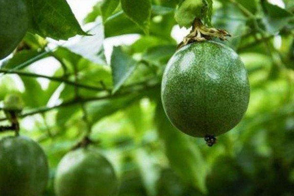 百香果怎么种,4步即可完成百香果的种植