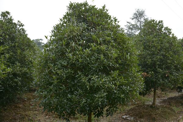 金桂花树种植技术,建议在每年的3月份进行种植