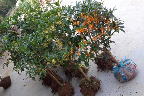 金桂花树种植技术,建议在每年的3月份进行种植