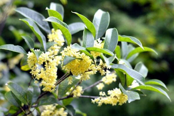 金桂花树种植技术,建议在每年的3月份进行种植