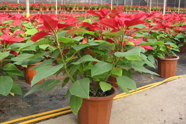 室内不适合养什么花草植物,看到这几种植物请立即将它搬出去