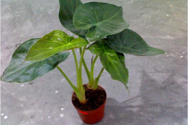 室内不适合养什么花草植物,看到这几种植物请立即将它搬出去