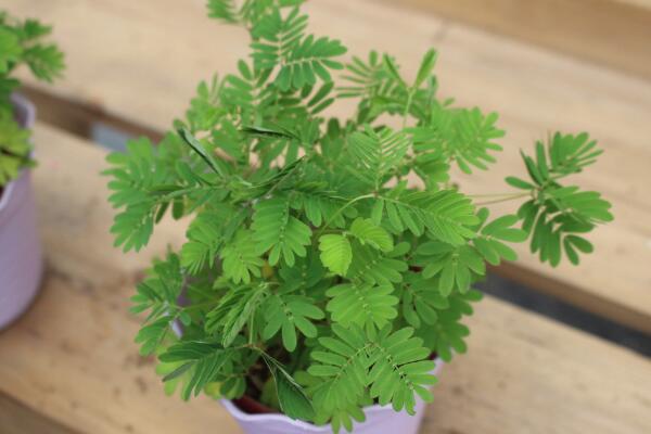 室内不适合养什么花草植物,看到这几种植物请立即将它搬出去