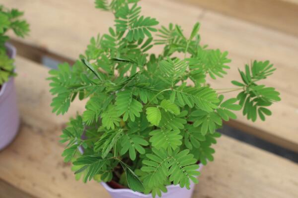 室内不适合养什么花草植物，看到这几种植物请立即将它搬出去