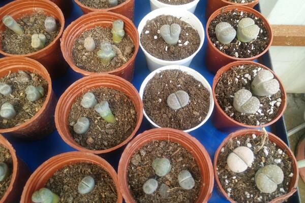 生石花繁殖方法,主要通过播种和分株两种方法进行